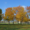 Fall, Washington University, St. Louis, MO