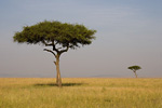 Kenya (Masai Mara)