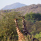 Giraffes, Samburu National Reserve
