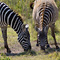 Zebras, Lake Nakuru National Park