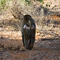 Baboon, Samburu National Reserve