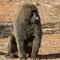 Baboon, Samburu National Reserve