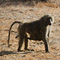 Baboon and Child, Samburu National Reserve