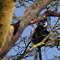 Colobus Monkey, Samburu National Reserve