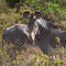 Zebras, Samburu National Reserve
