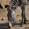 Zebra, Samburu National Reserve
