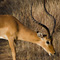 Impala, Samburu National Reserve