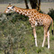 Giraffe, Lake Nakuru National Park