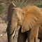 Elephant, Samburu National Reserve