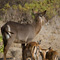 Waterbuck and Impala, Samburu National Reserve