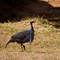 Peacock, Samburu National Reserve