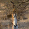 Gerenuk, Samburu National Reserve