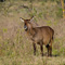 Waterbuck, Lake Nakuru National Park