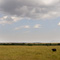 Lone Buffalo, Masai Mara