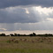 Impala Herd, Masai Mara