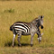 Two-headed Zebra, Masai Mara