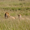 Lion and Lioness, Masai Mara