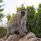 Vervet Monkey, Masai Mara