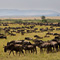 Wildebeasts, Masai Mara