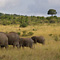Elephants, Masai Mara