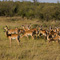 Impala Bachelor Herd, Masai Mara