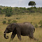 Elephant, Masai Mara