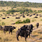 Buffalo Herd, Masai Mara