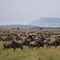 Great Migration, Masai Mara