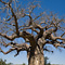 Baobab Tree, Kruger National Park