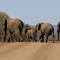 Elephant Crossing, Kruger National Park