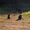 Baboon Troop, Mangab Nature Preserve