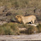 Lion Eating Hippo, Kruger National Park