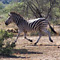 Lion Hunting Zebra, Kruger National Park