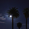 Full Moon and Palm, Stanford University, Palo Alto, CA