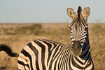 Zebra, Kruger National Park